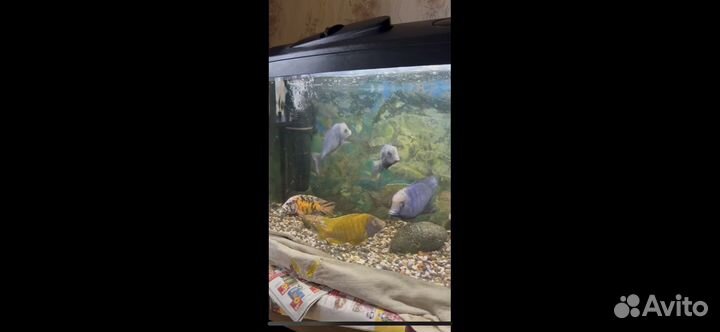 Аквариум с рыбками