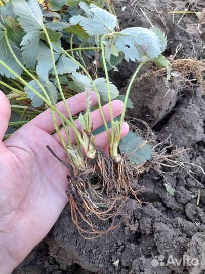 Рассада клубники азия