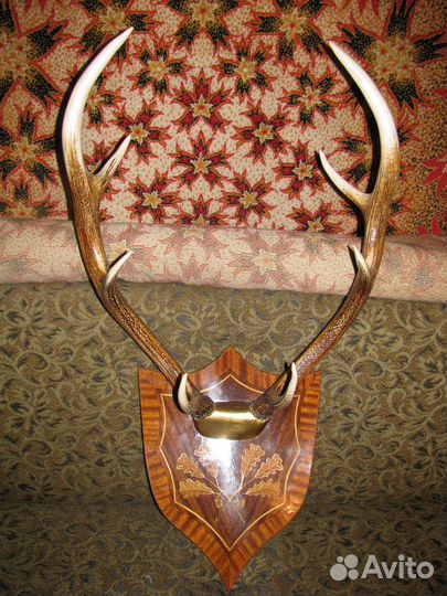 Продаются рога оленя настенный декор 70 см