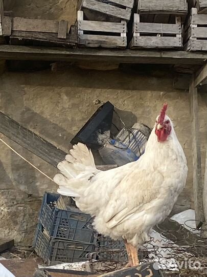 Молодые петухи