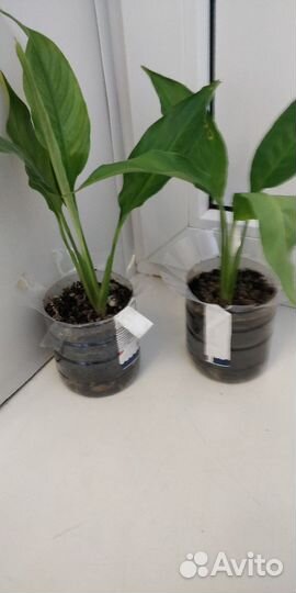 Спатифиллум