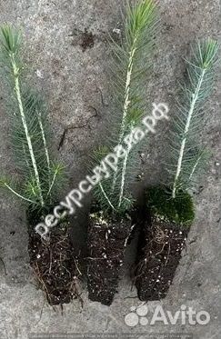 Посадочный материал зкс сеянцы сосна ель окс