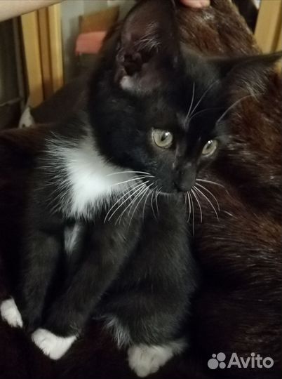 Кошечка 4 месяца
