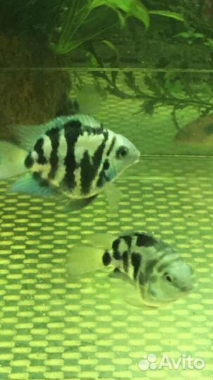 Рыбки пресноводн., аквариумная соль