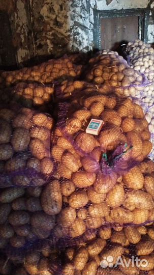 Продам картофель