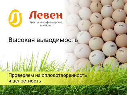 Инкубационное яйцо росс-308, Пушкин