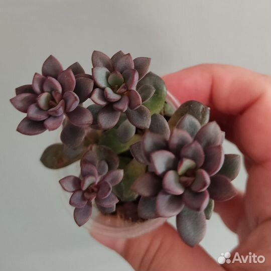 Суккуленты - 9