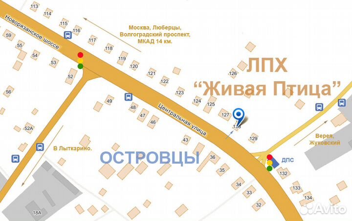 Курдючные Барашки, Овцы, Халял