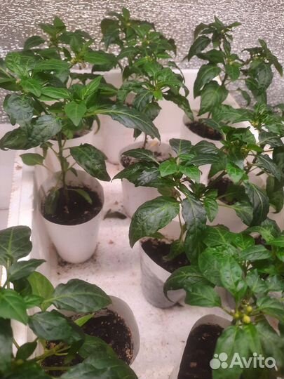 Рассада острого перца