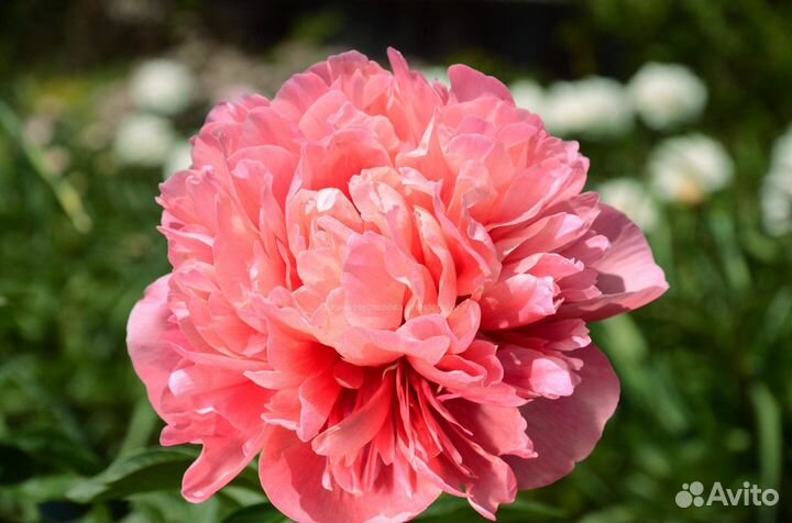 Glowing raspberry rose