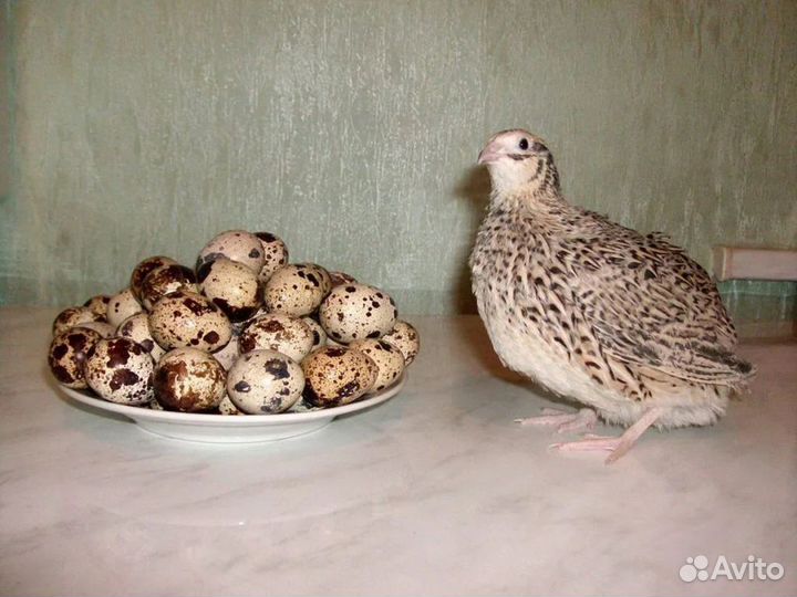 Яйца перепелиные домашние