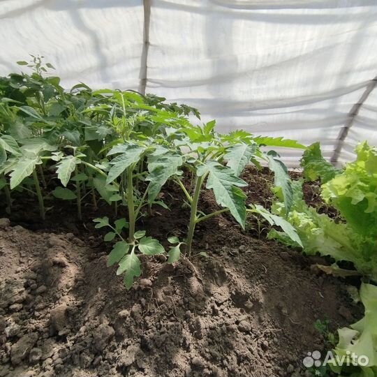 Рассада помидор