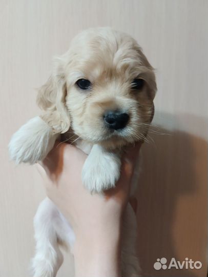 Кокер спаниель