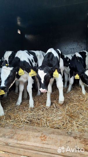 Телята бычки