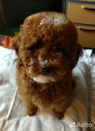 Той-пудель девочки