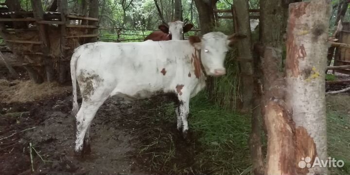 Телята и тёлки