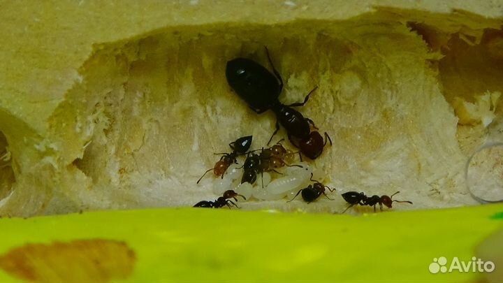 Муравьи Crematogaster scutellaris из Испании
