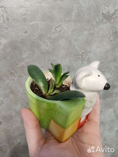 Толстянка и хавортия ритуза в кашпо