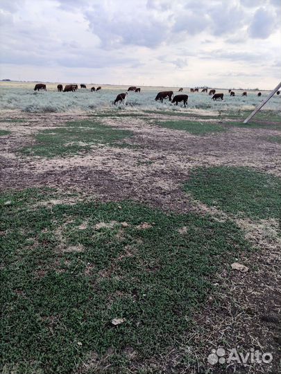 Стадо крс, коровы, телята