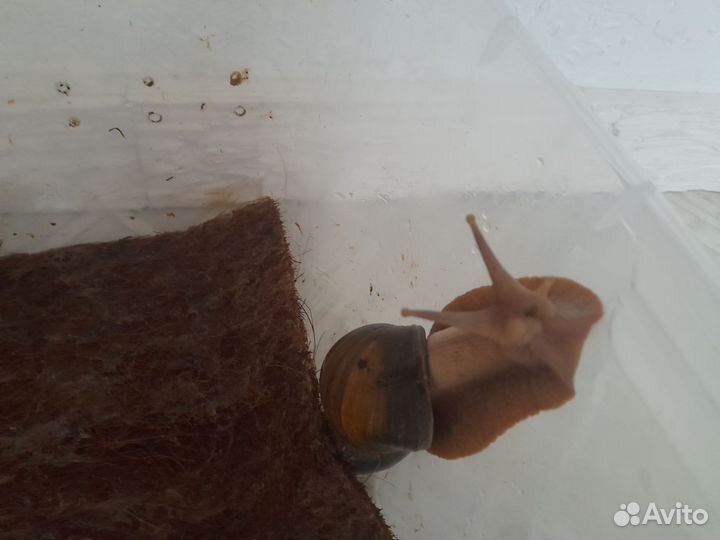 Улитки ахатина