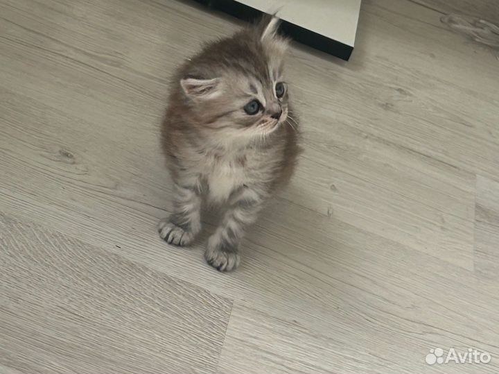Лучший котик