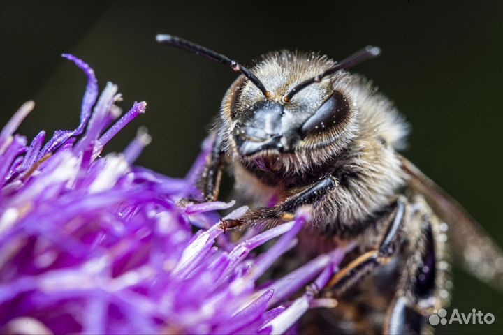 Объектив Laowa 90 mm f2.8 Ca-Dreamer macro