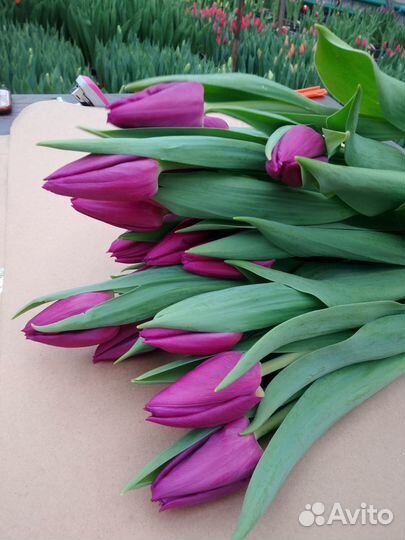 Принимаю заказы на тюльпаны к 7-8 марта