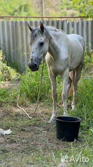 Продается Кабыла, верховой езды не обучена