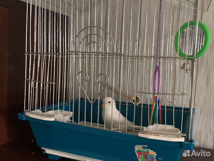 Волнистый попугай с клеткой