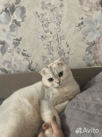 Шотладский кот