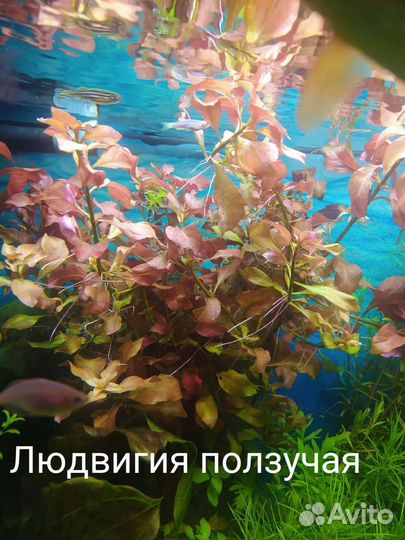 Аквариумные растения