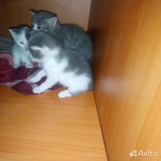 Британские