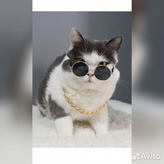 Солнцезащитные очки для кошек и собак