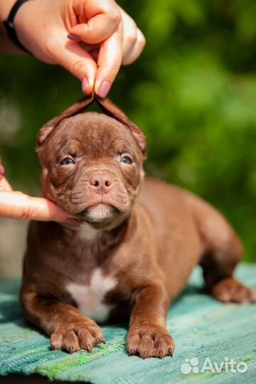 Шоколадный мальчик Булли 1,5 месяца