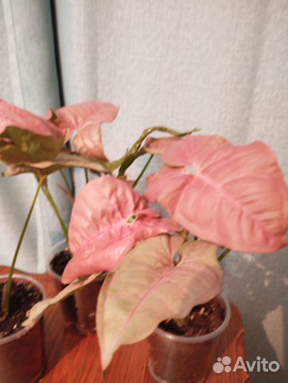 Сингониум Неон робуста