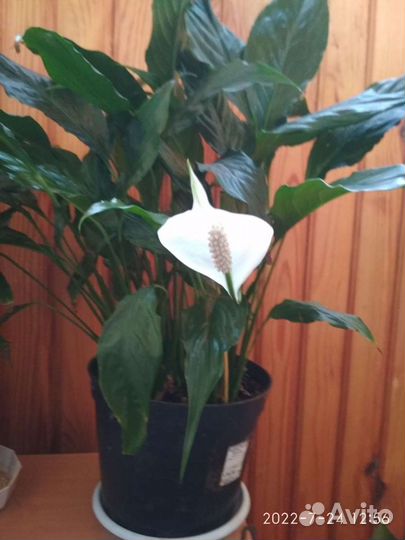 Спатифиллум
