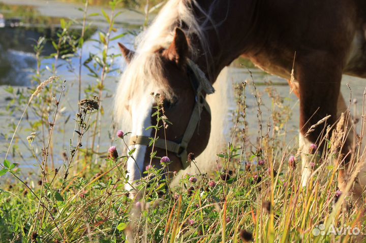 Продам коня