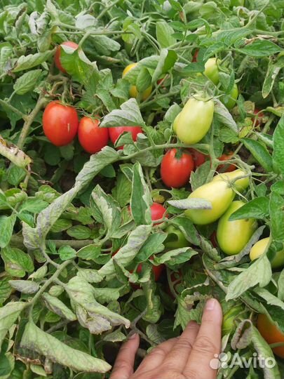 Помидоры красные оптом