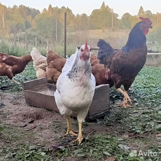 Домашние куриные яйца