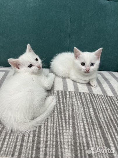 Кошки