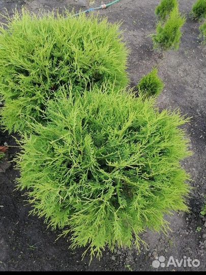 Туя Смарагд