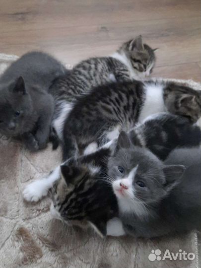 Котята в добрые руки