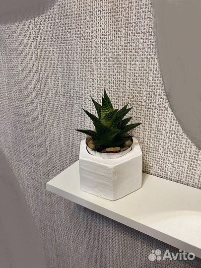 Суккуленты