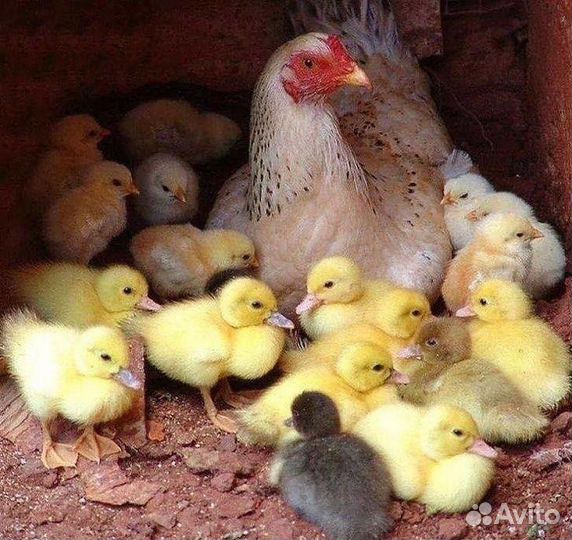 Продам 33 богатыря, которые ищут красоток