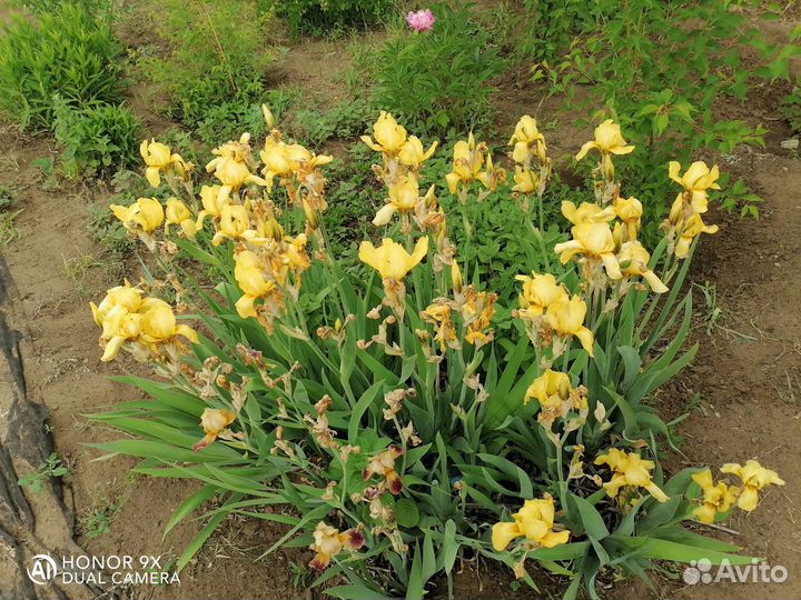 Цветы многолетники