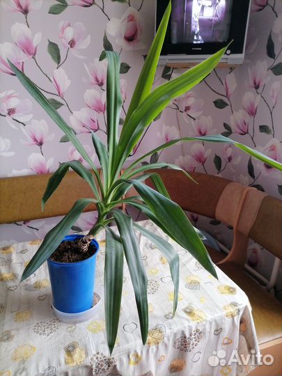 Продам юкку