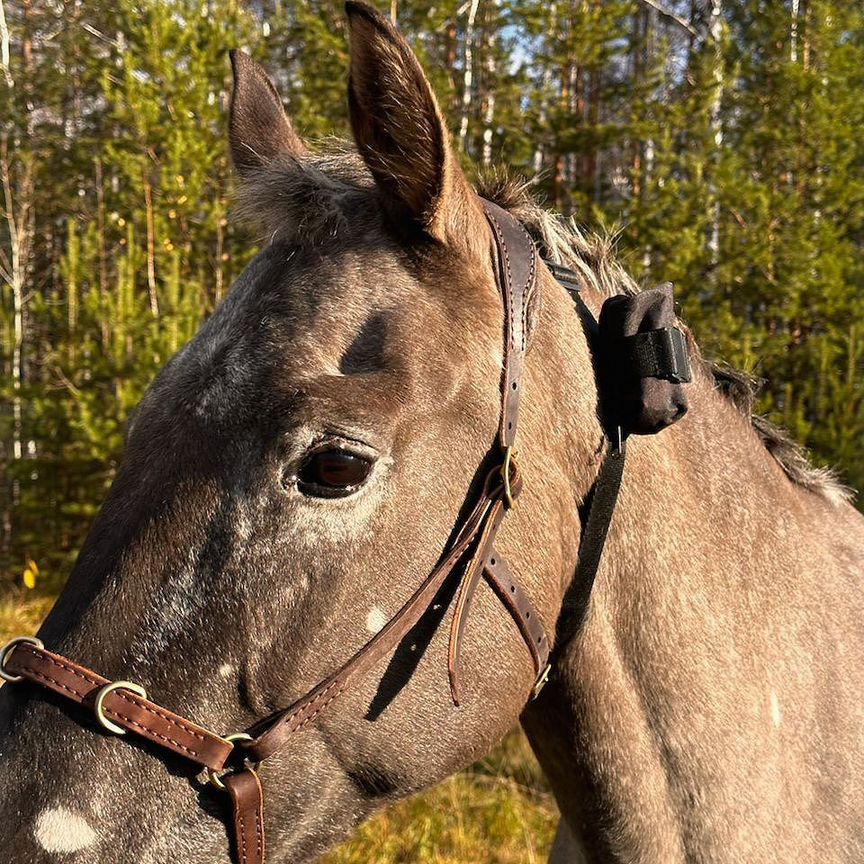 Gps tracker для лошадей