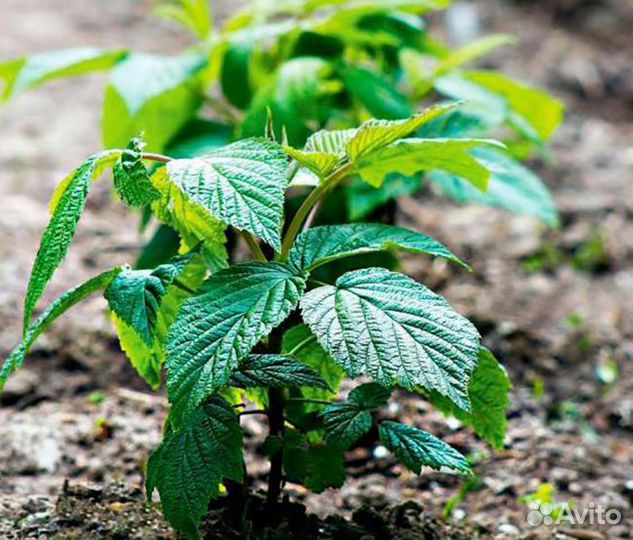 Малина (саженцы)