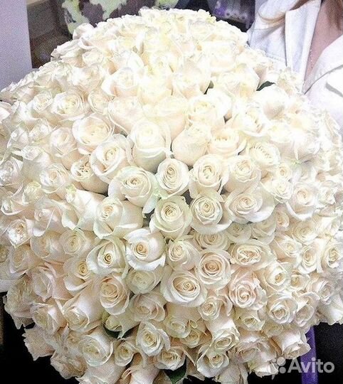 Высокие Розы Гиганты Доставка Круглосуточно