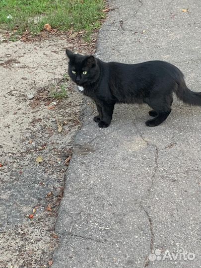 Кошка с котятами в добрые руки